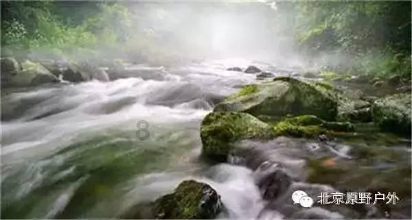 可爱小猫向上跳